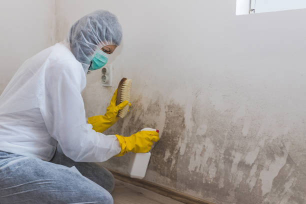 Best Post-Flood Mold Remediation in Norwich, NY