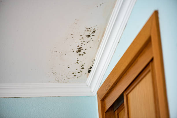 Best Mold Testing and Inspection Services in Norwich, NY