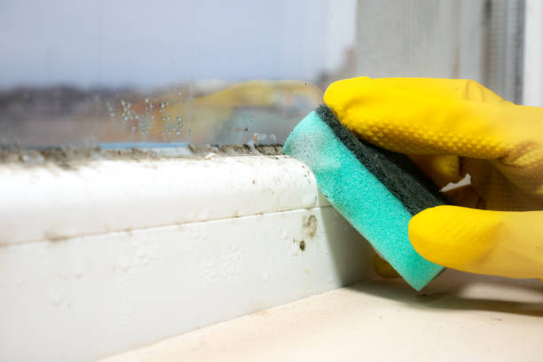 Best Post-Flood Mold Remediation in Norwich, NY