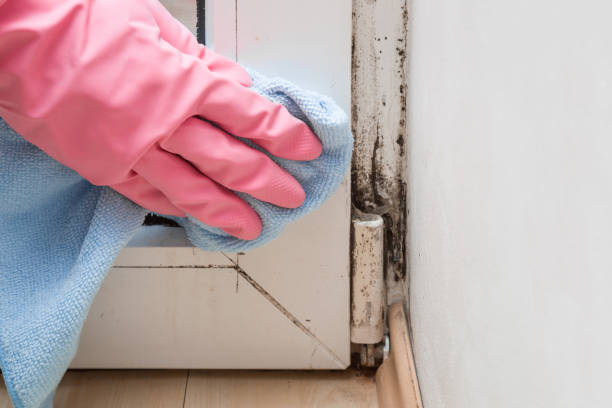 Best Post-Flood Mold Remediation in Norwich, NY